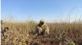 Маскировочный халат Taganrog Друид – купить по цене 3500 руб. в интернет-магазине в городе Тольятти картинка 17